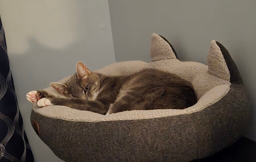 Bella Cat heated bed